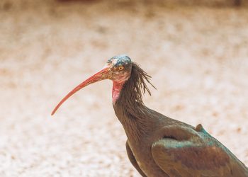 L'ibis chauve