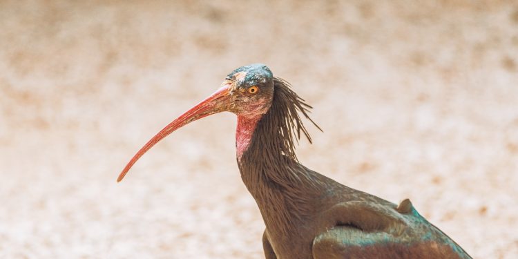 L'ibis chauve