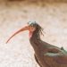 L'ibis chauve