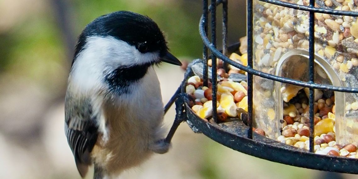 Que mange les oiseaux