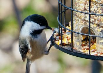 Que mange les oiseaux