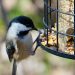 Que mange les oiseaux
