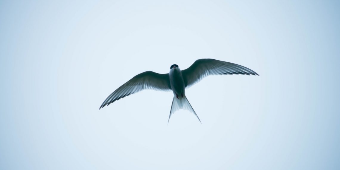 oiseau qui porte bonheur