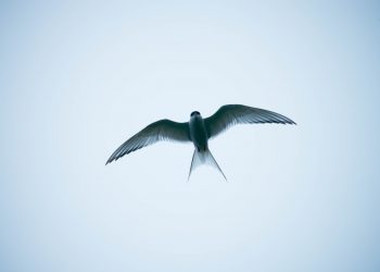 oiseau qui porte bonheur