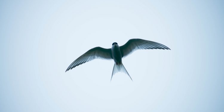 oiseau qui porte bonheur
