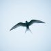 oiseau qui porte bonheur