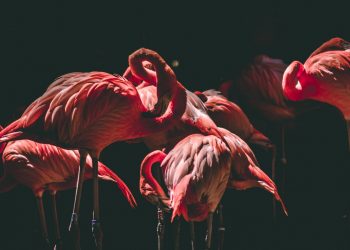 les oiseaux les plus connus du monde