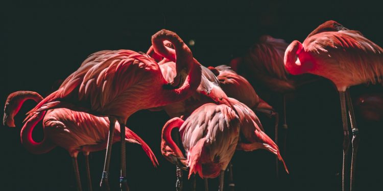 les oiseaux les plus connus du monde