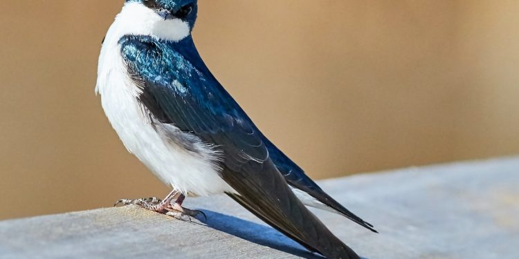 hirondelle