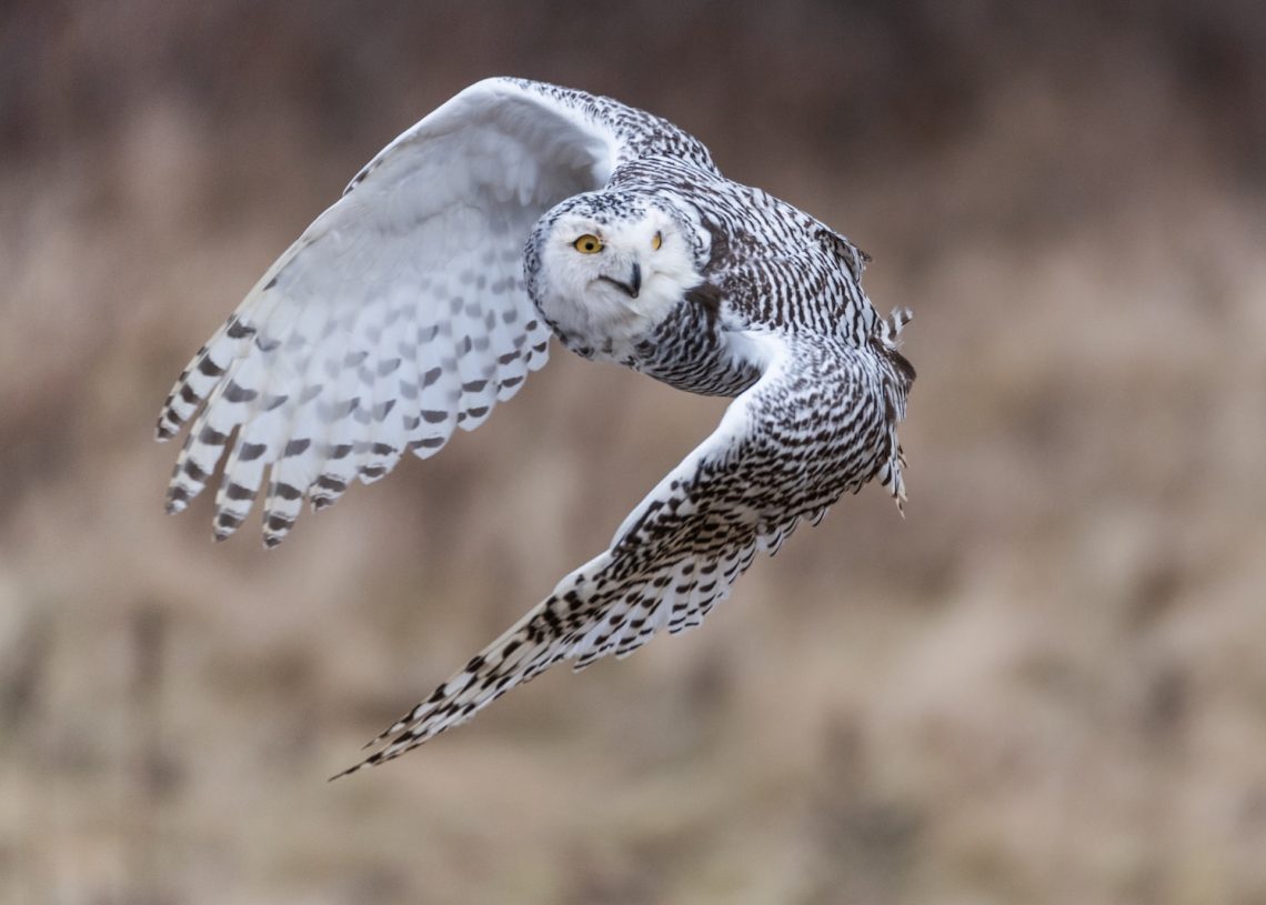 L'art de faire un nid : Comment les oiseaux construisent leur maison