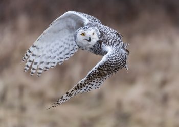 les rapaces