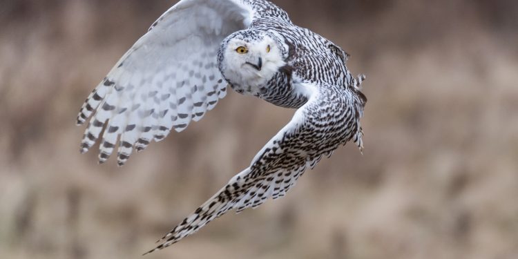 les rapaces