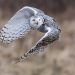 les rapaces