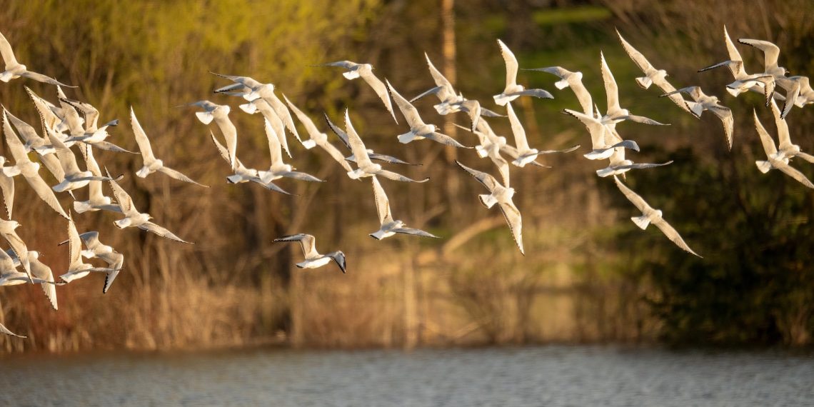 les oiseaux de Suisse