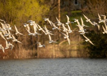 les oiseaux de Suisse