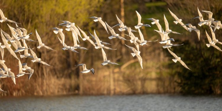les oiseaux de Suisse
