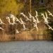 les oiseaux de Suisse