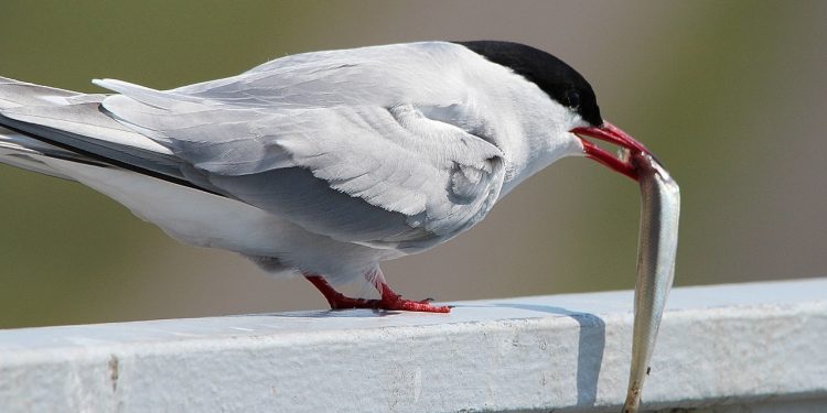 sterne arctique alimentation