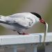 sterne arctique alimentation
