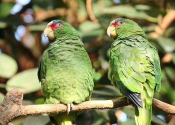 les oiseaux inséparables