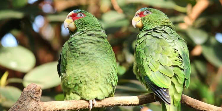 les oiseaux inséparables