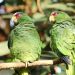 les oiseaux inséparables