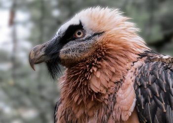 The bearded vulture
