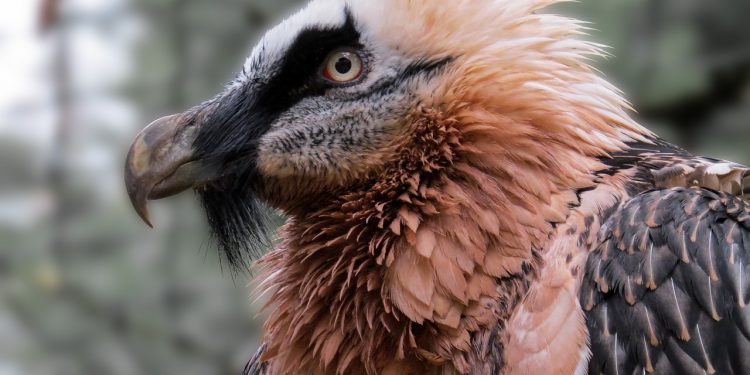 The bearded vulture