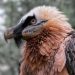 The bearded vulture