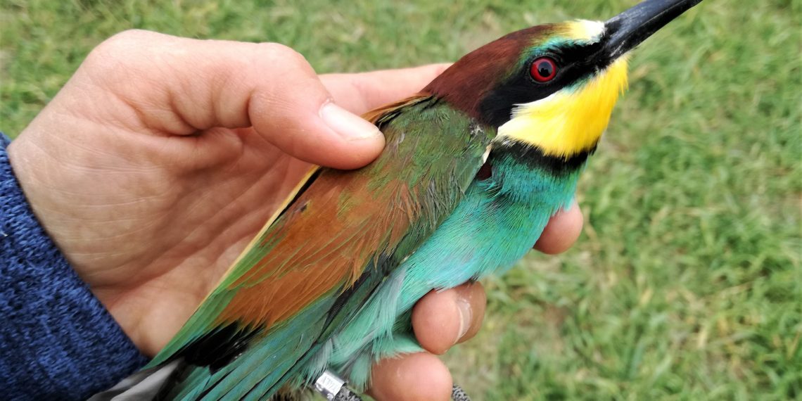 la bague d'un oiseau