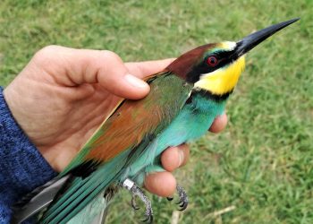 la bague d'un oiseau