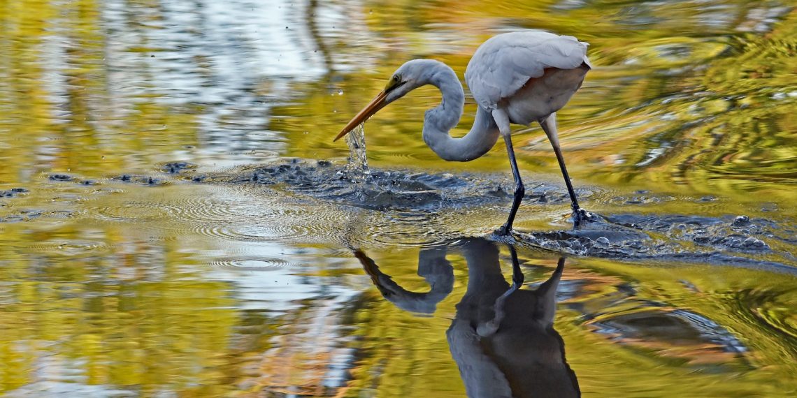 l'aigrette