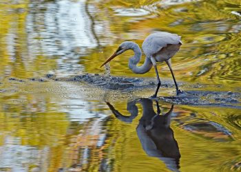 l'aigrette