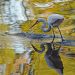 l'aigrette