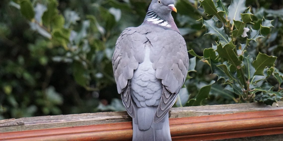 le pigeon ramier