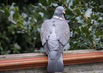 le pigeon ramier