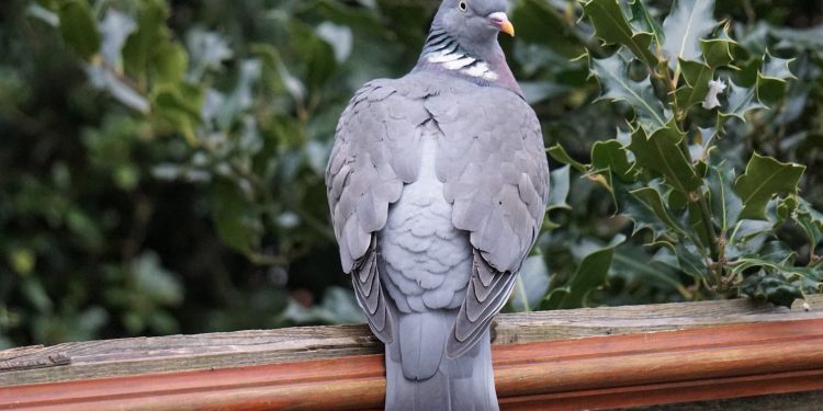 le pigeon ramier