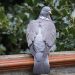 le pigeon ramier