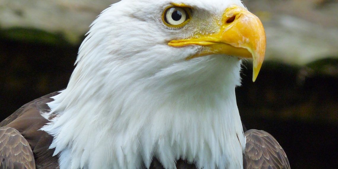 l'aigle royal