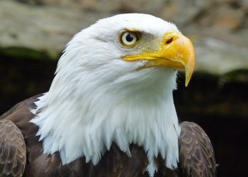 l'aigle royal