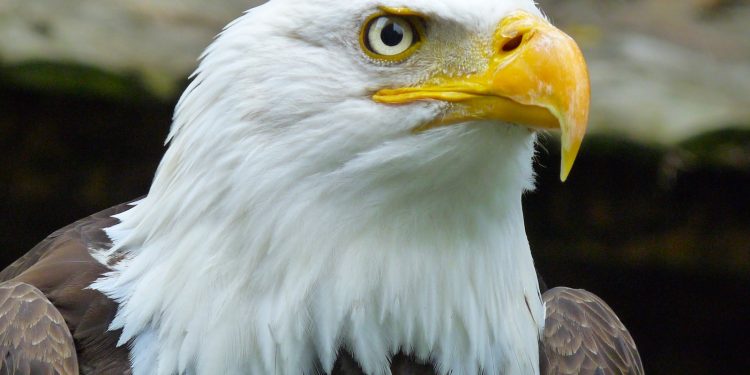 l'aigle royal