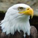 l'aigle royal