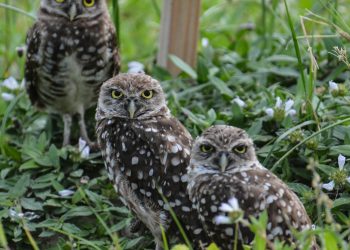 Les chouettes