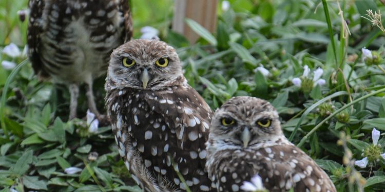 Les chouettes
