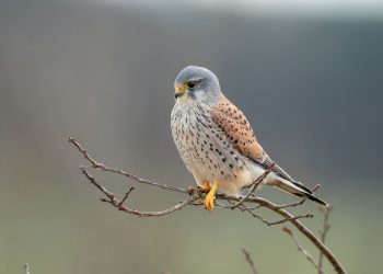 faucon crécerelle