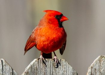 cardinal rouge