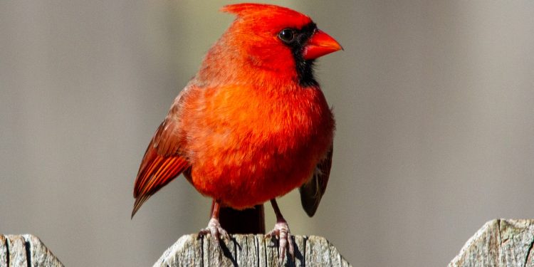 cardinal rouge