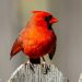 cardinal rouge