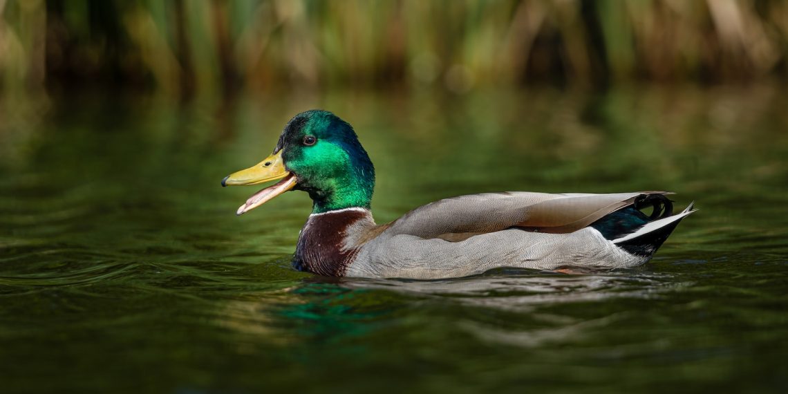 canard colvert