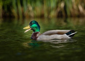 canard colvert